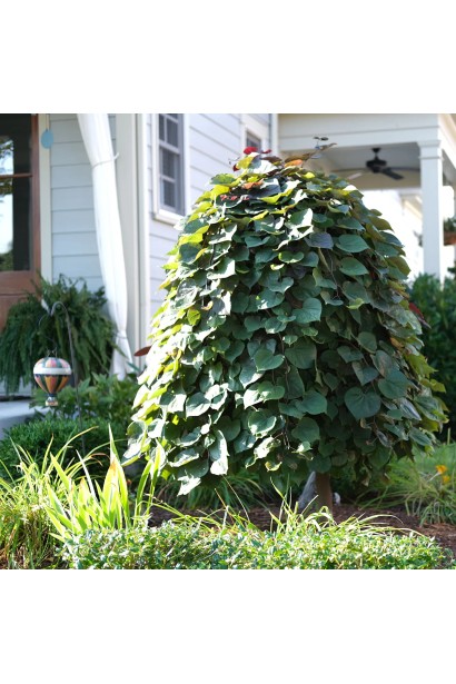 Церцис Рубі Фолс – декоративне дерево